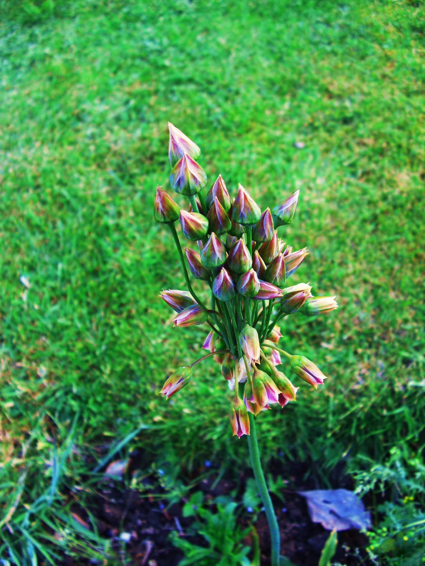 Photo of a flower with about 20 closed pink buds