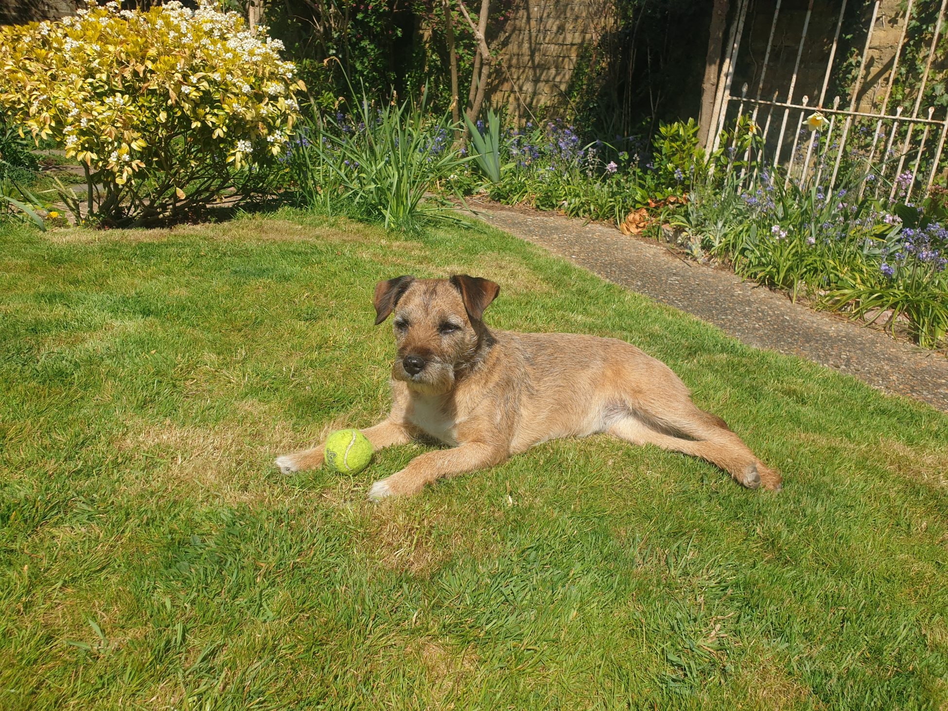 Luna the border terrier lying on a lawn in the sun with her head raised and a tennis ball between her front paws